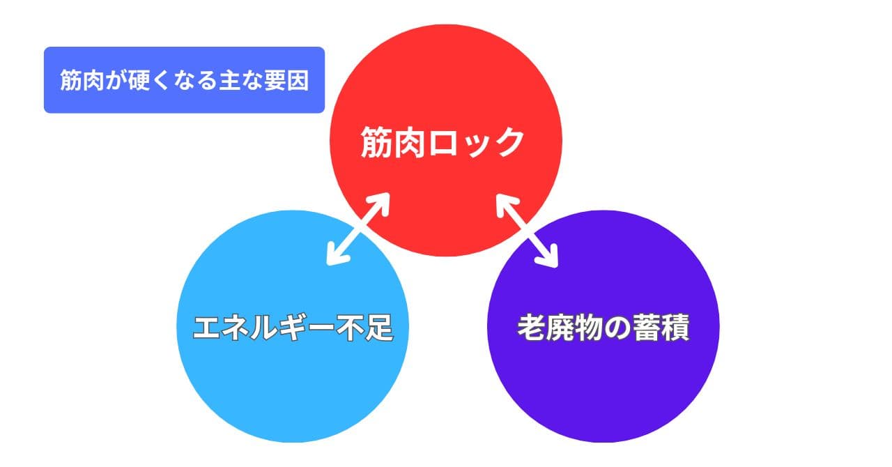筋肉が硬くなる主な要因